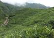 Everest Tea Garden, Sindhupalchowk  » Click to zoom ->