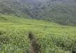 Everest Tea Garden  » Click to zoom ->